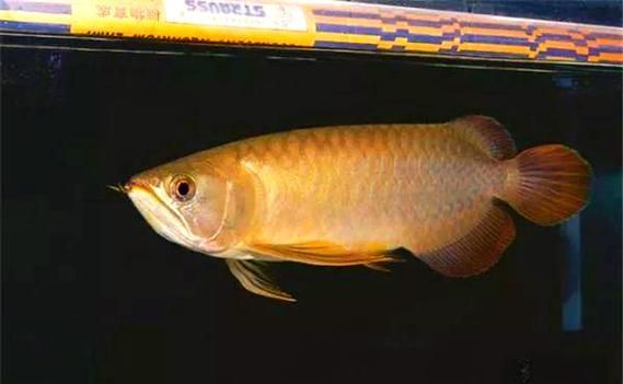 給我一些青龍魚的圖片，青龍魚人工繁育方面取得突破龍魚或金龍魚或金龍魚