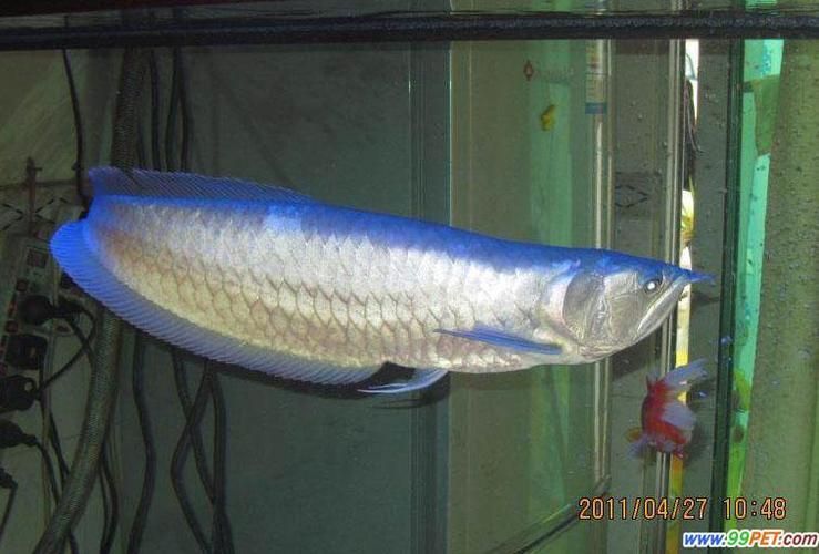 給我一些青龍魚的圖片，青龍魚人工繁育方面取得突破龍魚或金龍魚或金龍魚