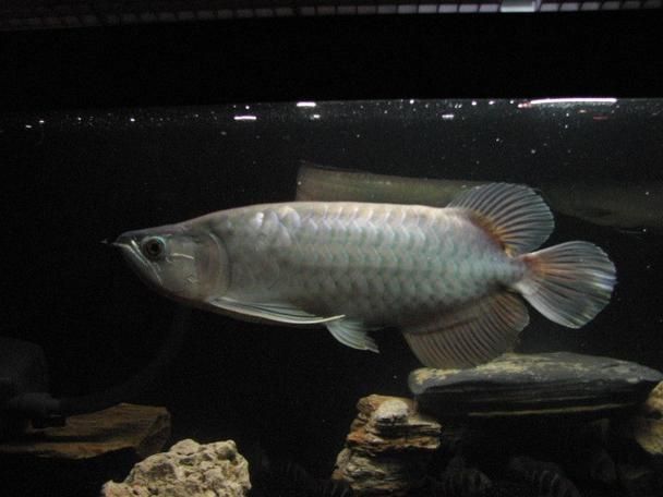 給我一些青龍魚的圖片，青龍魚人工繁育方面取得突破龍魚或金龍魚或金龍魚