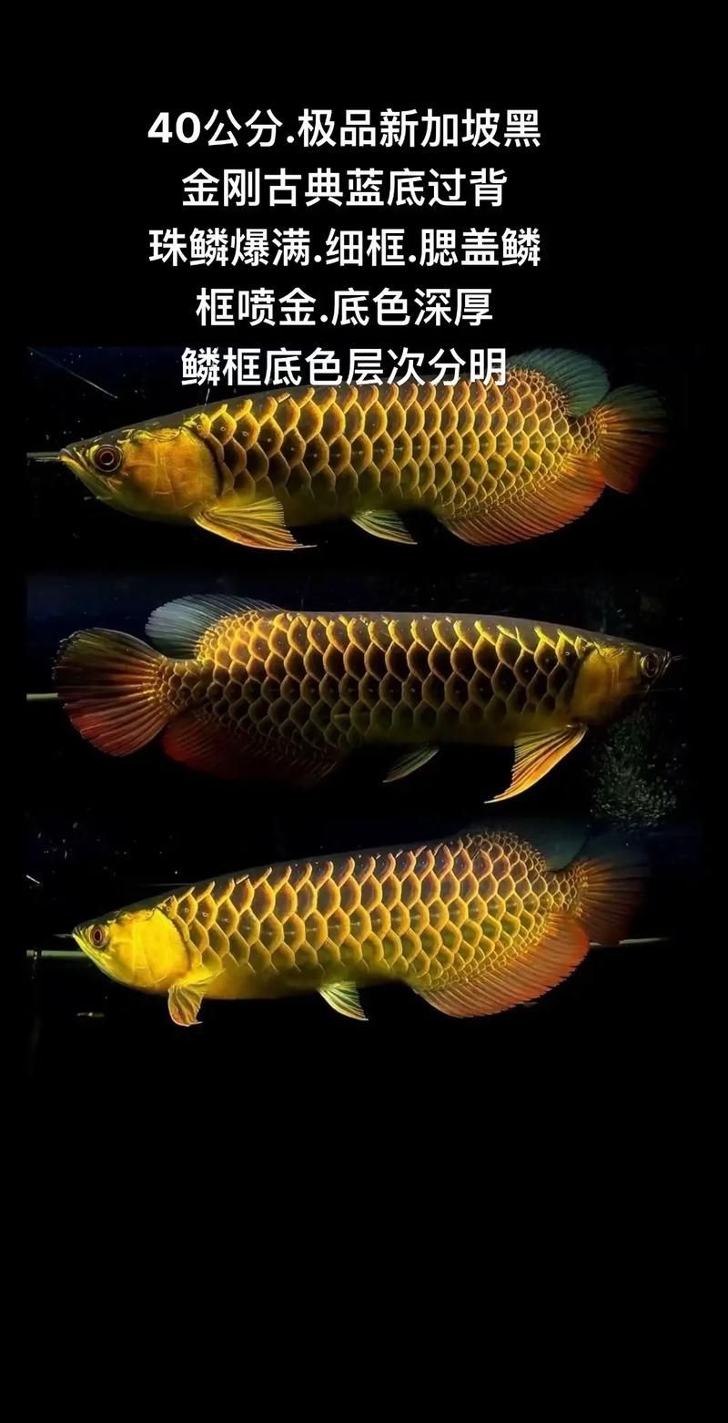 哪里可以購買到正宗的藍背龍魚？，高信譽龍魚繁殖場的聯系方式清單，如何辨別藍背龍魚的真偽