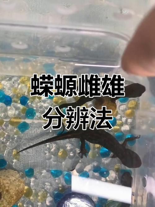 如何區分四腳龍魚和其他兩棲動物？