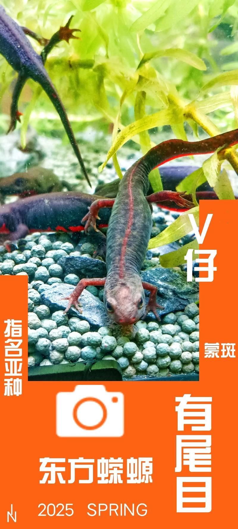 如何區分四腳龍魚和其他兩棲動物？