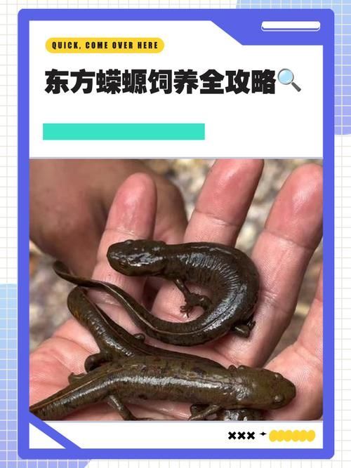如何區分四腳龍魚和其他兩棲動物？