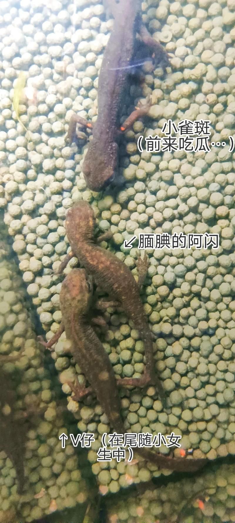 如何區分四腳龍魚和其他兩棲動物？