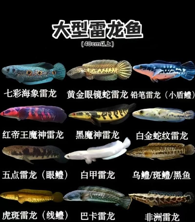請提供更多雷龍魚品種的圖片，雷龍魚品種圖片