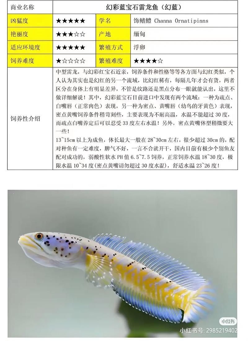 請提供更多雷龍魚品種的圖片，雷龍魚品種圖片