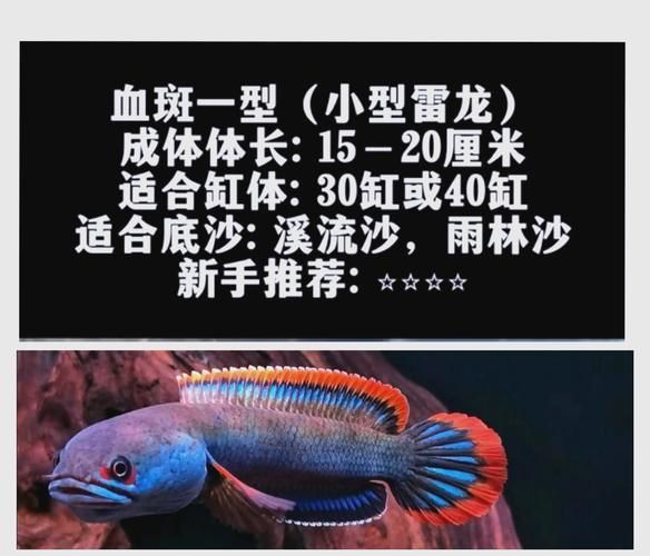 請提供更多雷龍魚品種的圖片，雷龍魚品種圖片
