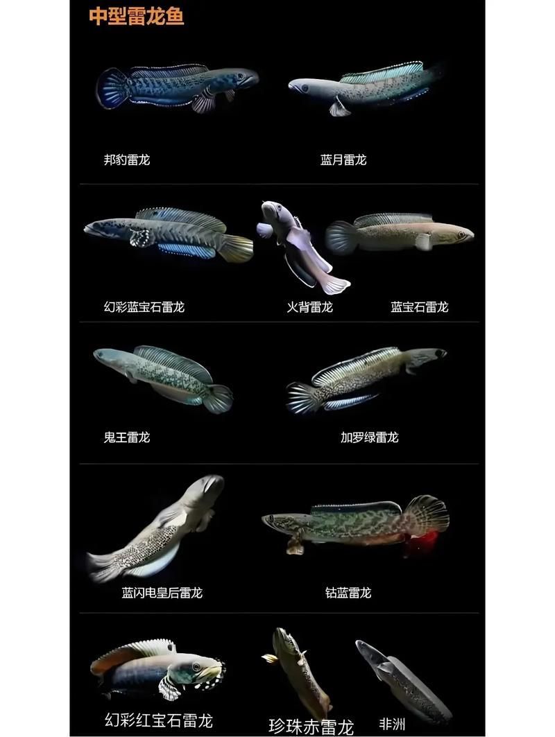 請提供更多雷龍魚品種的圖片，雷龍魚品種圖片