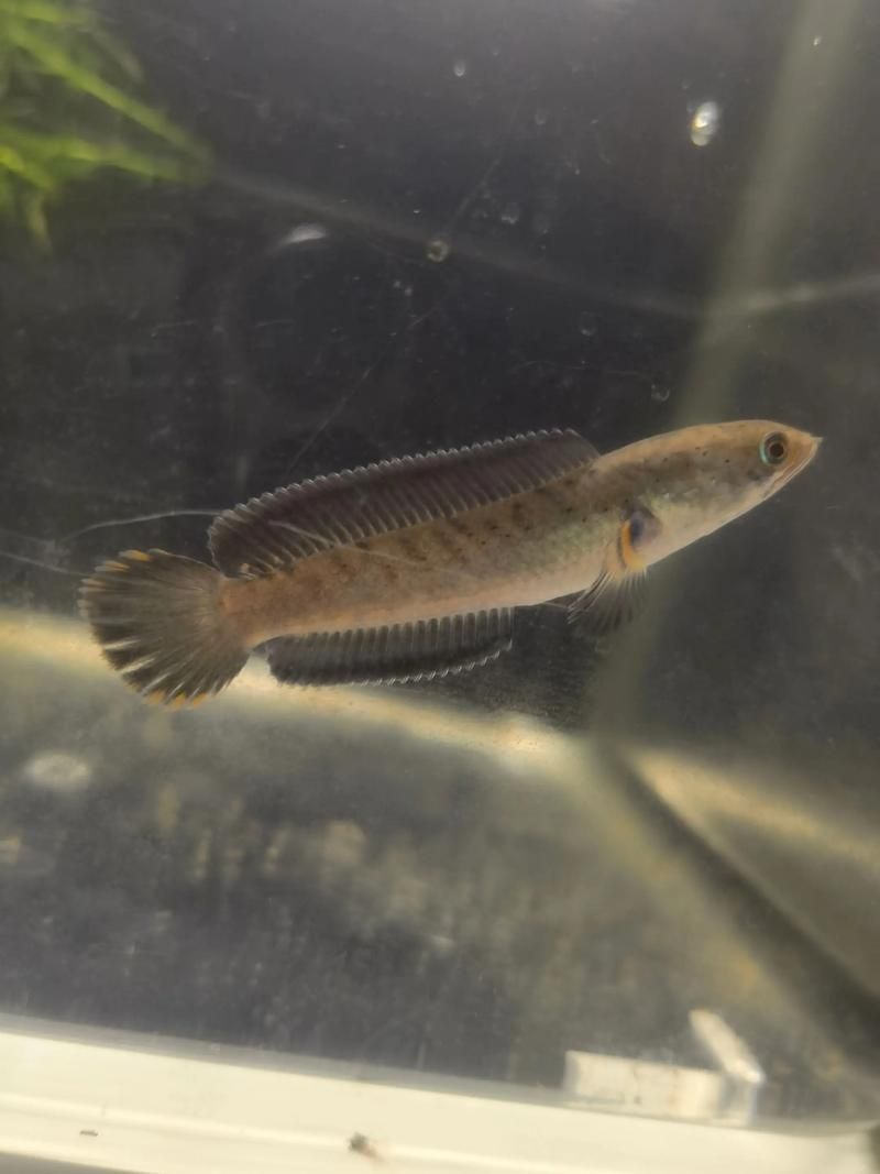 請提供更多雷龍魚品種的圖片，雷龍魚品種圖片