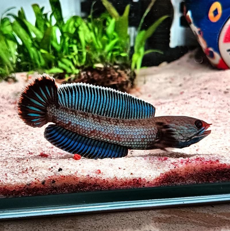 請提供更多雷龍魚品種的圖片，雷龍魚品種圖片