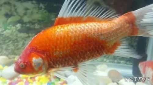 如何判斷魚是否完全恢復，判斷魚是否完全恢復，需要從多方面進行觀察和分析和分析