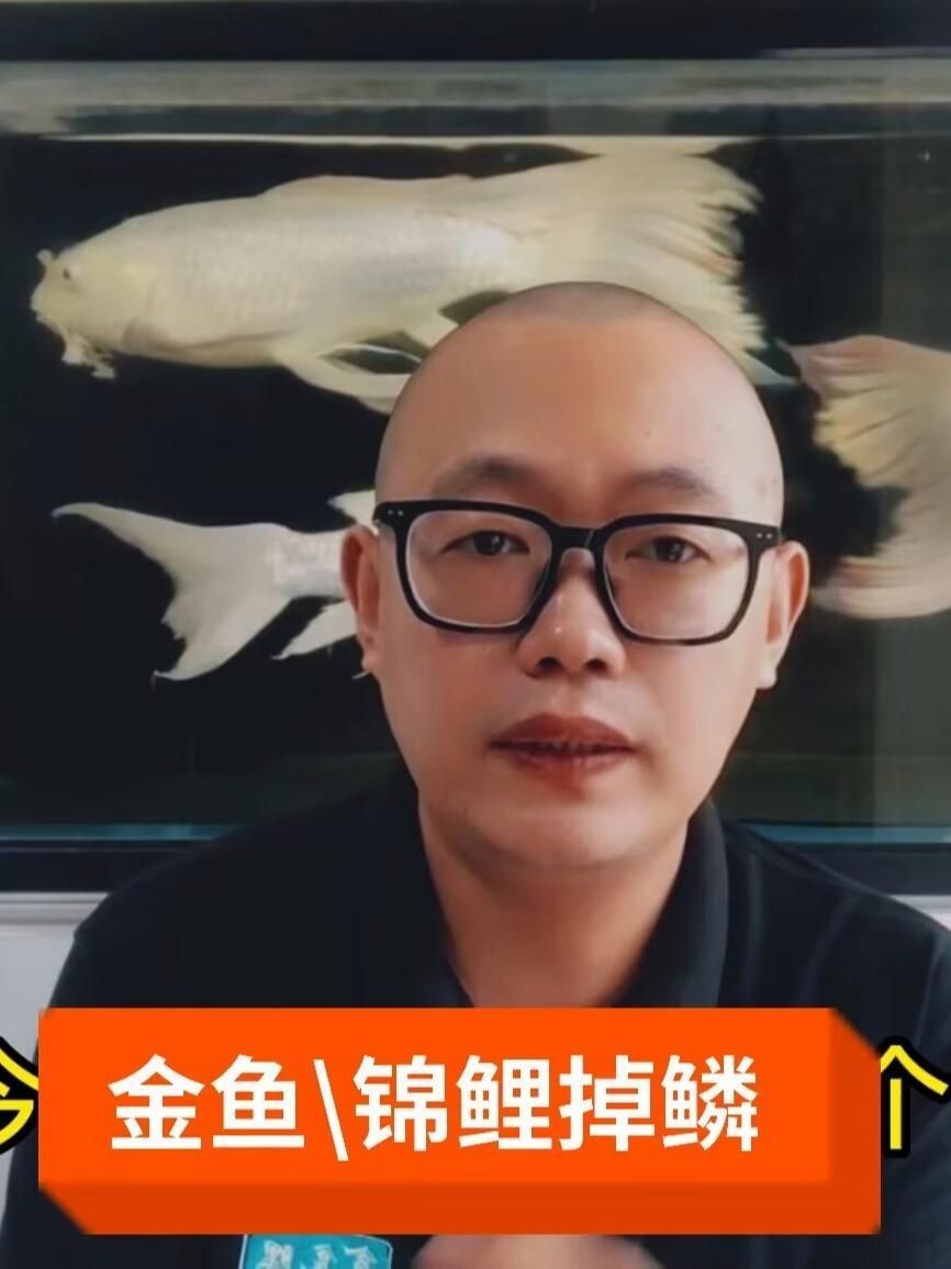 金魚掉鱗后多久會恢復(fù)