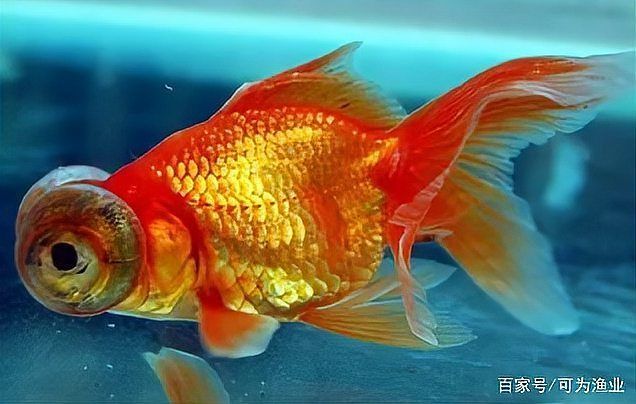 如何判斷曼龍魚是否健康？，如何判斷曼龍魚健康？