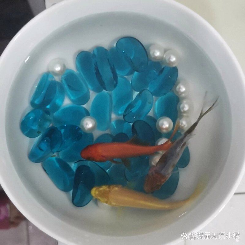 還有哪些成功的混養案例，佛山市吉裕潤達漁業科技有限公司實施“稻蝦共生”模式