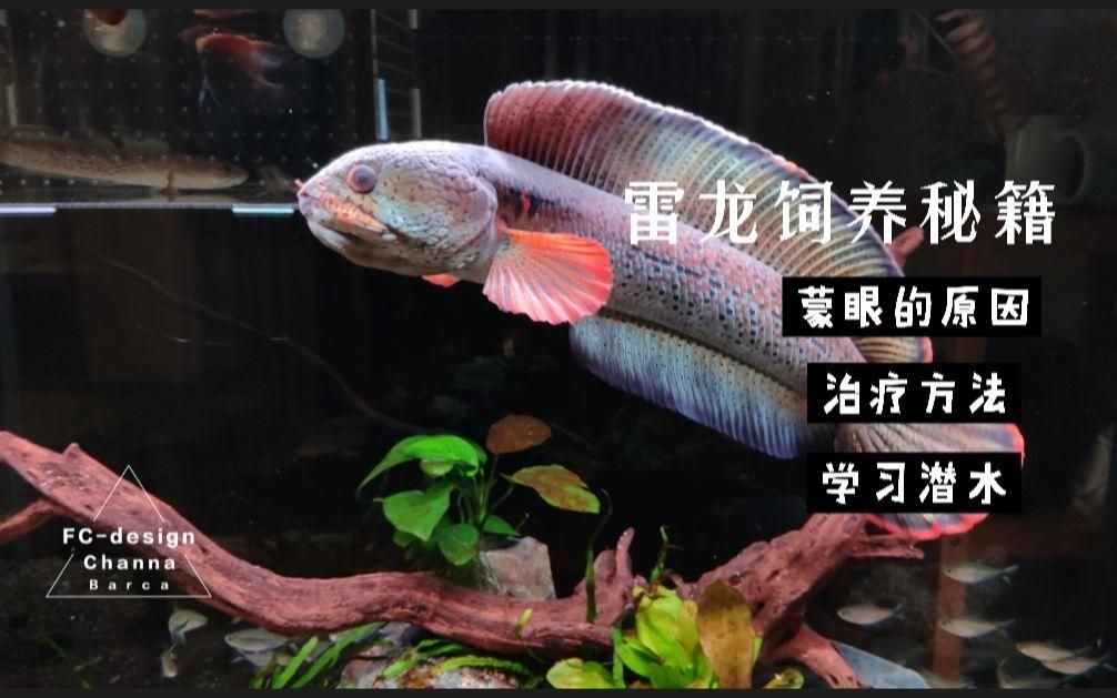 如何預(yù)防雷龍魚(yú)蒙眼病，《都市我有魚(yú)場(chǎng)空間》預(yù)防雷龍魚(yú)蒙眼病的方法與解決方法