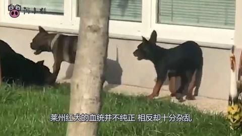 中國(guó)紅龍犬種有哪些知名品種，中國(guó)紅龍犬有哪些知名品種萊州紅犬和其他犬種有哪些知名品種
