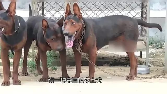 中國紅龍犬種有哪些知名品種，中國紅龍犬有哪些知名品種萊州紅犬和其他犬種有哪些知名品種