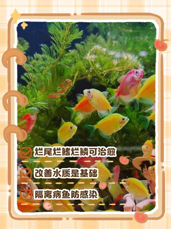 哪種藥物對錦鯉爛尾爛鰭最有效