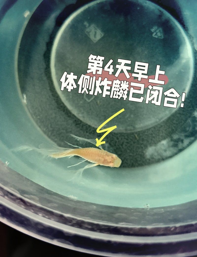 龍魚炸鱗后多久可以喂食，龍魚炸鱗后多久可以喂食龍魚炸鱗后多久可以喂食