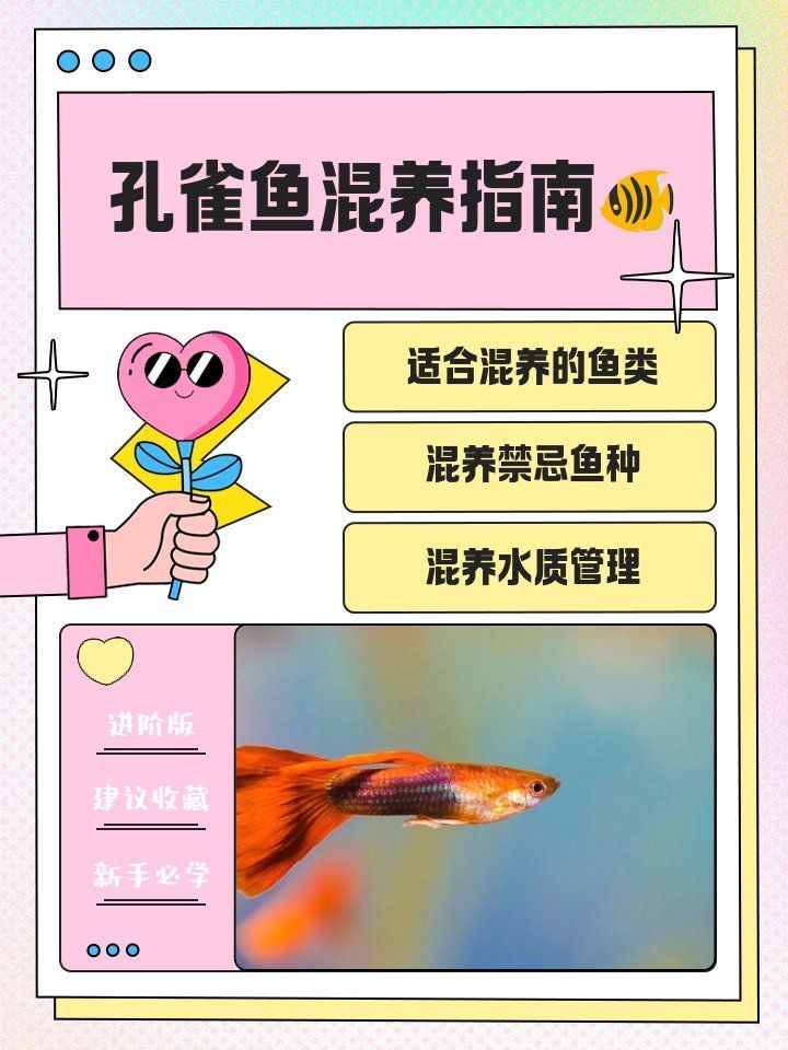 孔雀魚(yú)混養(yǎng)時(shí)需要注意哪些事項(xiàng)，孔雀魚(yú)混養(yǎng)時(shí)需要注意哪些事項(xiàng)孔雀魚(yú)混養(yǎng)需要注意哪些事項(xiàng)