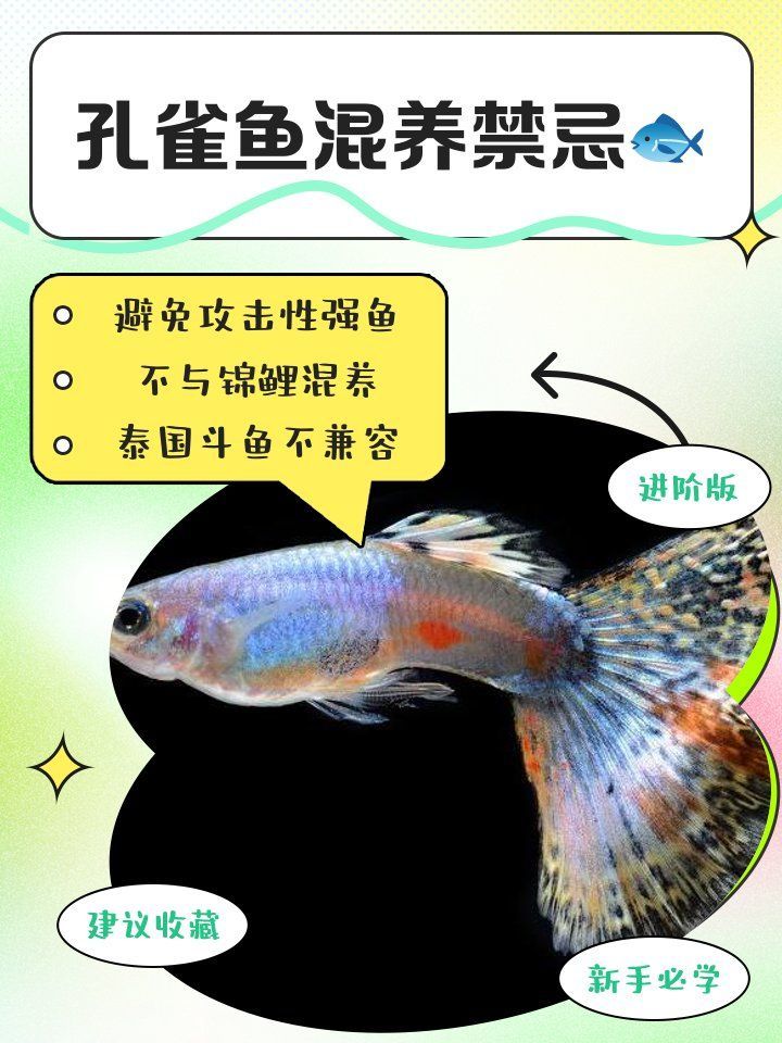 孔雀魚混養(yǎng)時(shí)需要注意哪些事項(xiàng)，孔雀魚混養(yǎng)時(shí)需要注意哪些事項(xiàng)孔雀魚混養(yǎng)需要注意哪些事項(xiàng)
