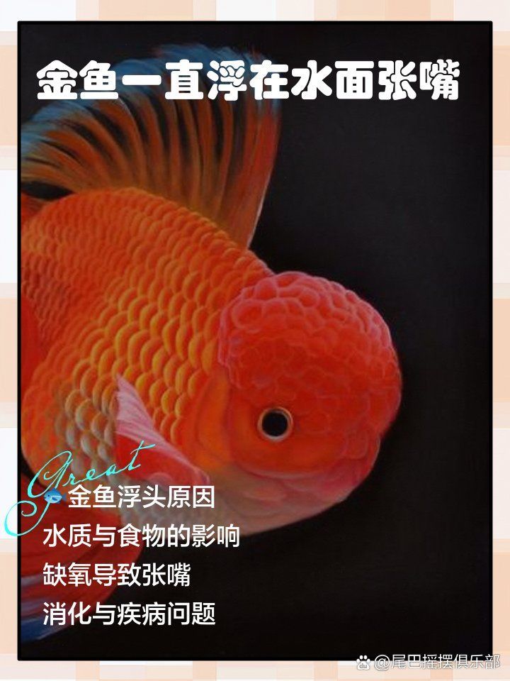 金魚為何會在水面吧唧嘴，金魚為什么浮在水面上