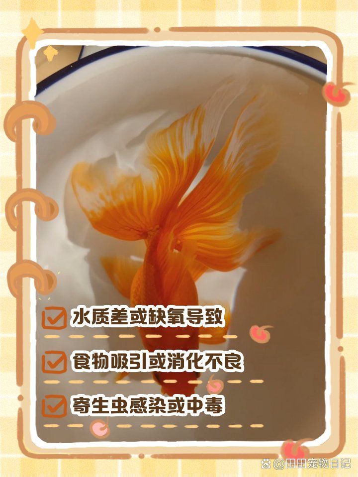 金魚為何會在水面吧唧嘴，金魚為什么浮在水面上