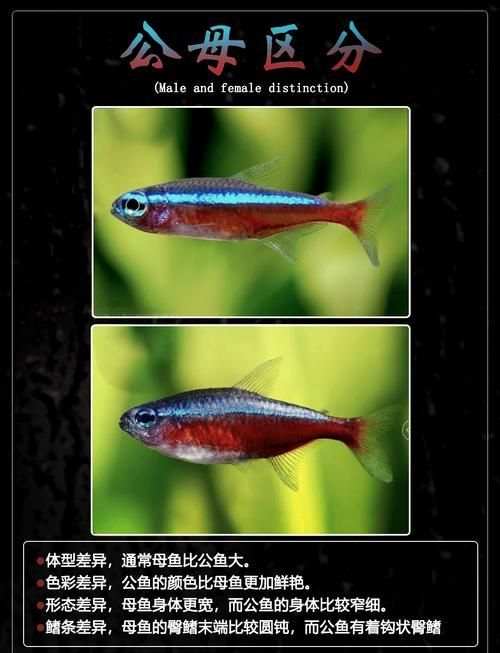 如何區分不同種類的觀賞魚，如何區分不同種類的觀賞魚，從以下幾個方面入手觀賞魚