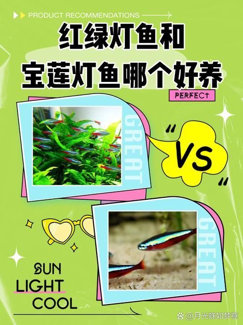 如何區分不同種類的觀賞魚，如何區分不同種類的觀賞魚，從以下幾個方面入手觀賞魚