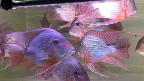 如何聯(lián)系祥龍魚場咨詢配魚？，成都祥龍魚場咨詢配魚場咨詢配魚項目要求詳解