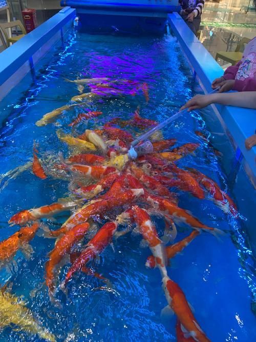 如何聯(lián)系祥龍魚場咨詢配魚？，成都祥龍魚場咨詢配魚場咨詢配魚項目要求詳解
