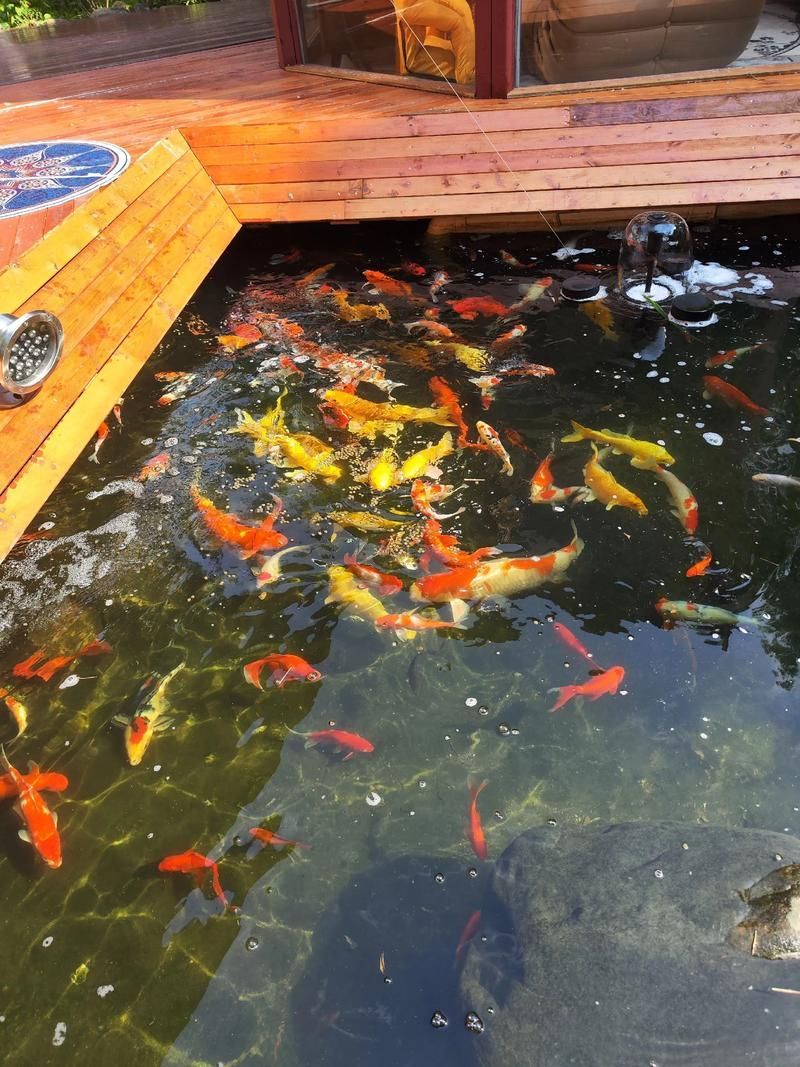 如何聯(lián)系祥龍魚場咨詢配魚？，成都祥龍魚場咨詢配魚場咨詢配魚項目要求詳解