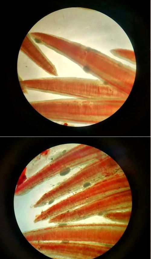 如何判斷魚是否感染寄生蟲，如何判斷魚是否感染寄生蟲調用工具arxiv論文助手