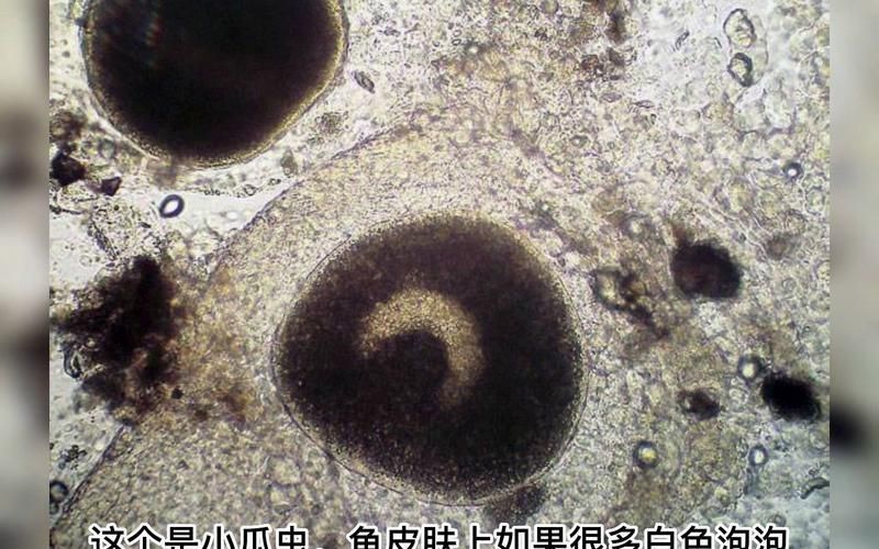 如何判斷魚是否感染寄生蟲，如何判斷魚是否感染寄生蟲調用工具arxiv論文助手