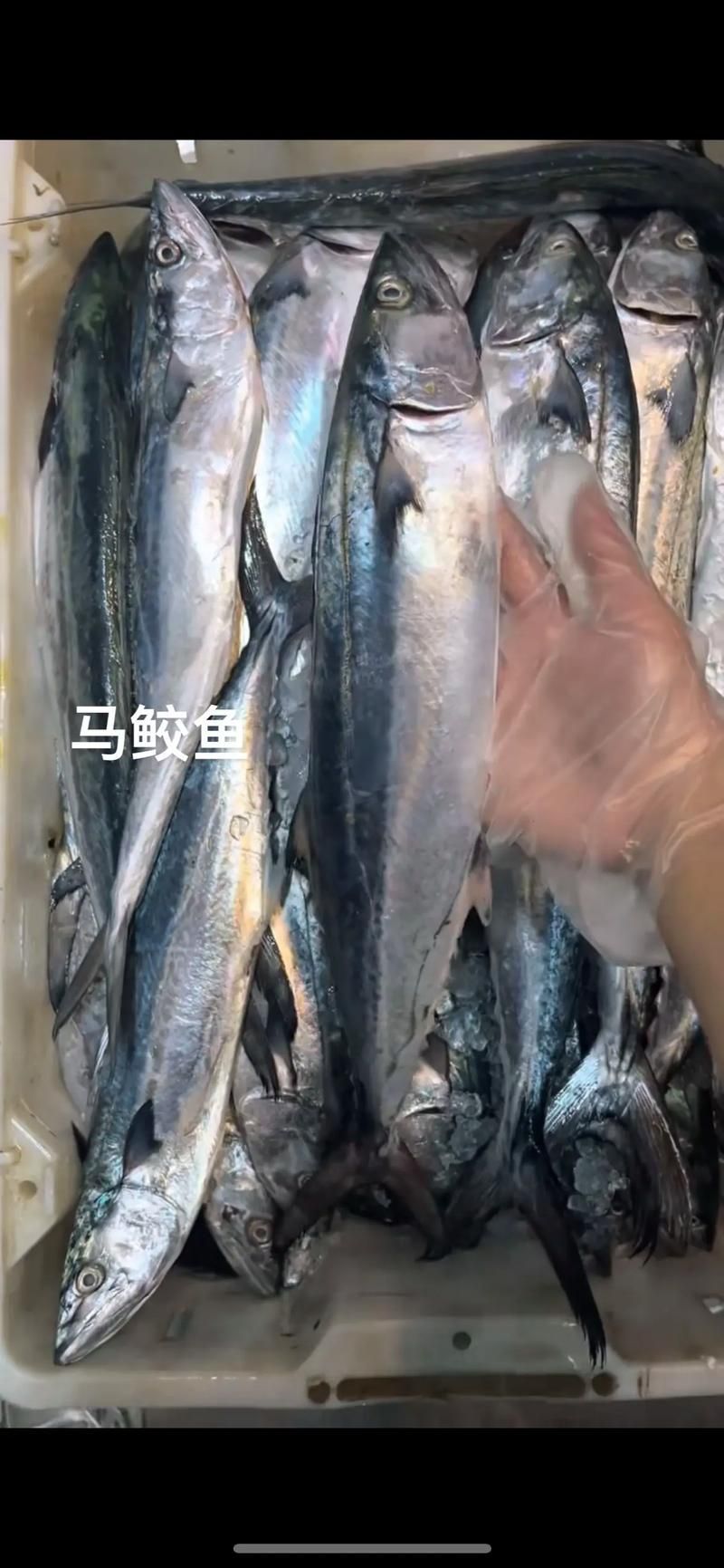 舟山漁場有哪些著名魚類，舟山漁場有哪些著名的魚類，如何保護舟山漁場生態環境