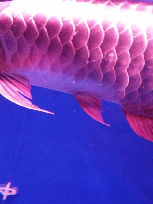 給我一些金龍魚病的圖片和癥狀，金龍魚鱗片疾病怎么辦