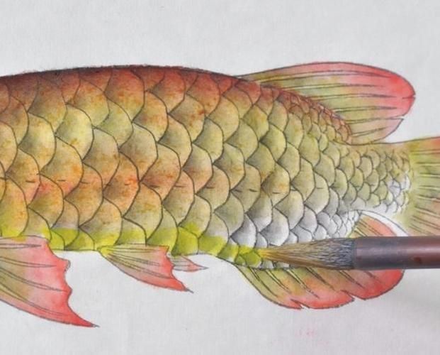 金龍魚畫法步驟圖解，水墨金龍魚的畫法步驟圖解