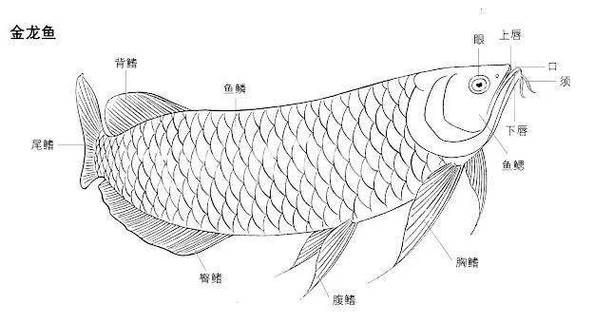 金龍魚畫法步驟圖解，水墨金龍魚的畫法步驟圖解