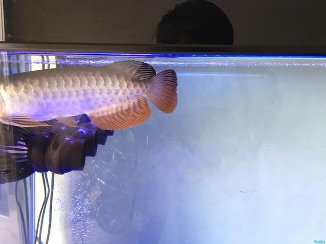 如何判斷泗水龍魚的級別？，如何判斷泗水龍魚的級別判斷泗水龍魚的級別并非依賴單一標準