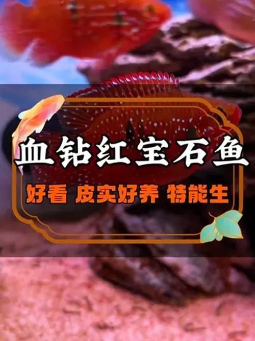 如何判斷泗水龍魚的級別？，如何判斷泗水龍魚的級別判斷泗水龍魚的級別并非依賴單一標準