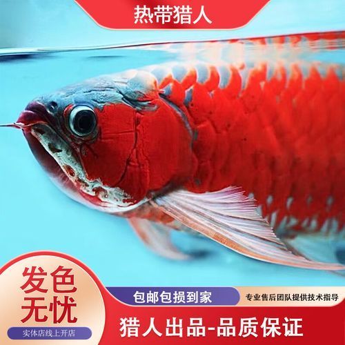大觀龍魚有哪些顏色品種？