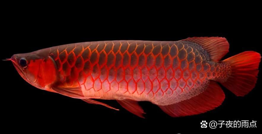 大觀龍魚有哪些顏色品種？