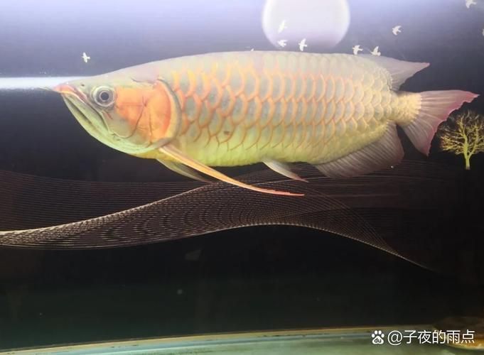 大觀龍魚有哪些顏色品種？