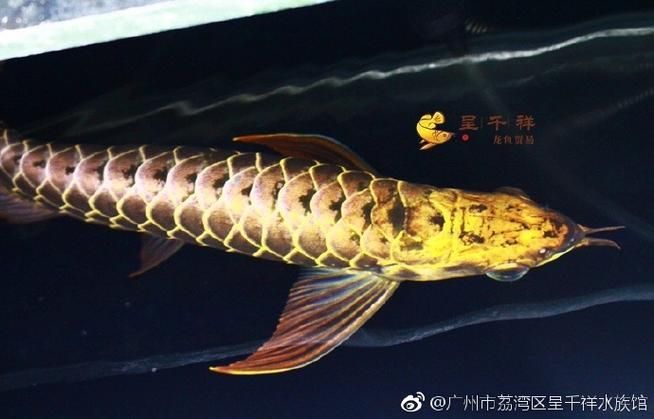 呈千祥金龍魚的價格范圍，千祥金龍魚的飼養方法，如何判斷呈千祥金龍魚的品質？