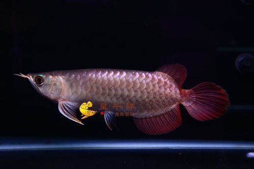呈千祥金龍魚(yú)的價(jià)格范圍，千祥金龍魚(yú)的飼養(yǎng)方法，如何判斷呈千祥金龍魚(yú)的品質(zhì)？