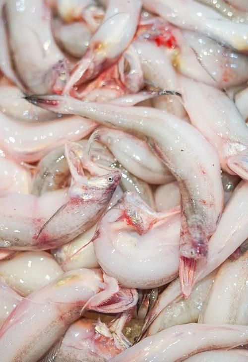 給我一些小白龍魚的圖片，什么是小白龍魚