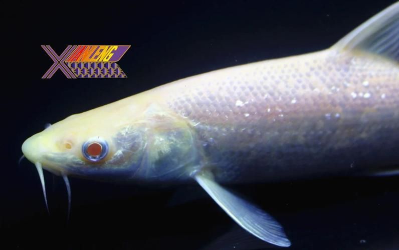 給我一些小白龍魚的圖片，什么是小白龍魚