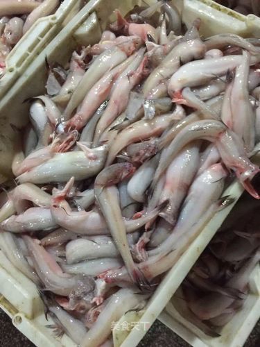 給我一些小白龍魚的圖片，什么是小白龍魚