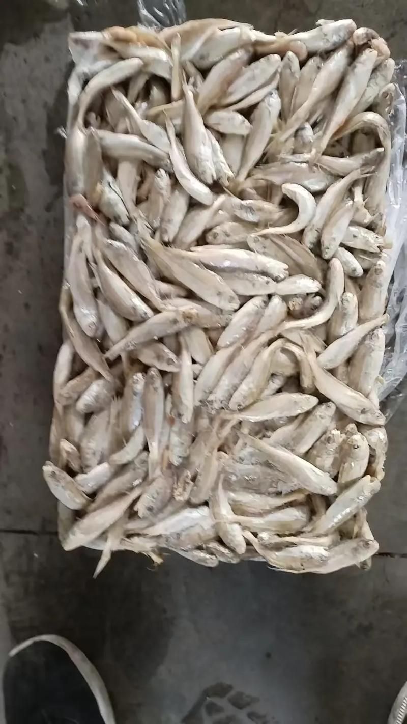 給我一些小白龍魚的圖片，什么是小白龍魚