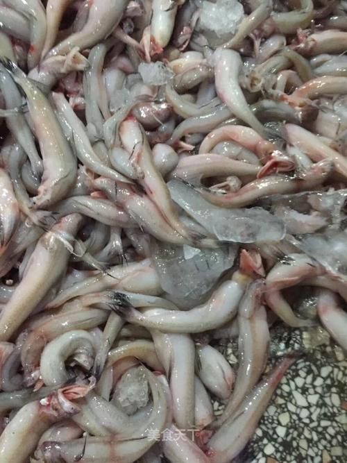 給我一些小白龍魚的圖片，什么是小白龍魚